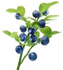 Ovocný džem od Sedmokrásky - Čučoriedka lesné jednodruhové ovocia, bez prídavkov jabĺk a pod., Pomer ovocie: cukor - 2: 1, s prídavkom vitamínu C.. 520 ml Rodinná farma Sedmikráska