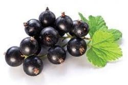 Ovocný džem od Sedmokrásky - Čierne ríbezle jednodruhové ovocia, bez prídavkov jabĺk a pod., Pomer ovocie: cukor - 2: 1, s prídavkom vitamínu C. 520 ml Rodinná farma Sedmikráska