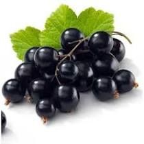 Ovocný džem od Sedmokrásky - Čierne ríbezle jednodruhové ovocia, bez prídavkov jabĺk a pod., Pomer ovocie: cukor - 2: 1, s prídavkom vitamínu C. 520 ml Rodinná farma Sedmikráska